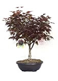 Vannucci Piante - Acer palmatum 'Bloodgood', Acero Bonsai, Pianta vera in vaso, Pianta da appartamento