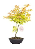 Vannucci Piante - Acer palmatum 'Summergold', Acero Bonsai, Pianta vera in vaso, Pianta da appartamento