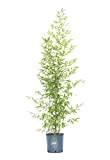 Vannucci Piante - Bambusa bissetii in vaso, Pianta vera fino a 5-8m di altezza
