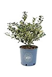 Vannucci Piante - Ilex aquifolium 'Argenteomarginata', Agrifoglio variegato, Pianta vera in vaso, Pianta da terrazzo (cod. 22)