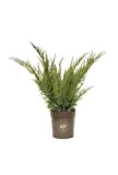 Vannucci Piante - Juniperus media 'Mint Julep', Ginepro, Pianta vera in vaso, Pianta da terrazzo (cod. 22)