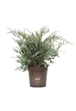 Vannucci Piante - Juniperus virginiana 'Grey Owl', Ginepro, Pianta vera in vaso, Pianta da terrazzo (cod. 22)