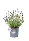 Vannucci Piante - Lavandula angustifolia 'Hidcote' compatta, Lavanda, Pianta vera in vaso, Pianta da terrazzo