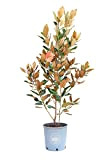 Vannucci Piante - Magnolia grandiflora 'Little Gem', Magnolia sempreverde, Pianta vera in vaso, Pianta da terrazzo