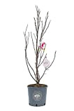 Vannucci Piante - Magnolia 'Susan', Magnolia da fiore, Pianta vera in vaso, Pianta da terrazzo