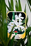 Vannucci Piante - Nerium oleander, Oleandro, Pianta vera in vaso (Bianco)
