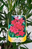 Vannucci Piante - Nerium oleander, Oleandro, Pianta vera in vaso (Rosso)