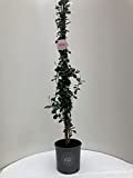 Vannucci Piante - Trachelospermum jasminoides, Gelsomino Sempreverde, Rhyncospermum jasminoides, Pianta rampicante vera in vaso, Pianta da terrazzo