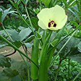 Varietà di semi di ortaggi - 100pcs / bag Okra Seeds Perennial Abelmoschus Vegetable Annual Herb Home Yard Bonsai Seedlings ...