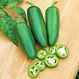 Varietà di semi di ortaggi - 100pcs Hot Jalapeno Pepper Seeds Orto Plant Garden Garden Yard Bonsai Decor Kids Beginners ...