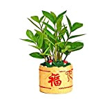 Vaso da fiori grande benedizione cinese, vaso da fiori in ceramica fortunato, decorazioni Fengshui in ceramica antica, vaso da fiori ...