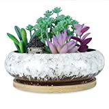 Vaso rotondo per piante grasse, 15,5 cm, con foro di drenaggio, vaso per bonsai da giardino, supporto decorativo per cactus ...