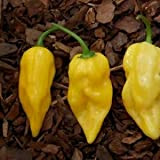 Vegetable Seeds Pepper Hot Lemon Habanero (Capsicum chinense) 40 + Semi