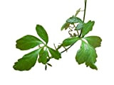 vegherb 1.000 Semi -Jiaogulan- -Gynostemma Pentaphyllum- * Molto sani, la pianta dell'immortalità
