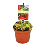 Venus Flytrap - Dionaea muscipula - 12cm pot