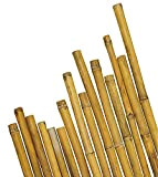 VERDELOOK Canna in Bamboo thailandese altezza 240 cm, colore naturale, sostegno piante, diametro 22/24 mm