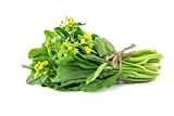 Verdura sana verde quattro nove cavolo cinese (Choy Sum 3000+), semi di giardinaggio per la semina