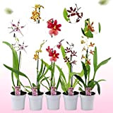 Vere orchidee Cambria, 5 grandi piante da interno alte 30-40 cm, con fiori, 5 varietà mix dall'Olanda, 3 colori, leggermente ...