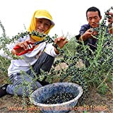 Veri semi neri Bacche di Goji Albero cinese Ningxia Goji Berry Sementes Home Medicine Bonsai Outdoor Garden Herb Piante Cortile