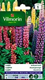 Vilmorin 5345741 Lupin di Russel varie, Multicolore, 90 x 2 x 160 cm