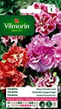 Vilmorin - Doppia Godetia con Fiori di Azalea misti - semi per piantagioni -