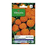 Vilmorin Marigold Spun Orange Seeds