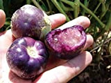Viola de milpa tomatillos Seeds - Physalis ixocarpa- Tomatillo biologica, Viola! (100)