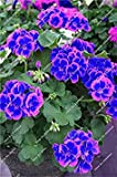 Vistaric 100 pz esotici geranio blu semi perenne semi di fiori al coperto camere per la casa e giardino bonsai ...