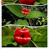 VISTARIC 100 semi/pack Red Lips semi di fiore rare semi di fiori Vasi di fiori Psychotria Elata