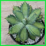 Vistaric Agave potatorum Becky variegata vera pianta rara non sansevieria adenium succulenta aloe A3