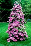 VISTARIC Saldi! 1 pz lampadine reale Clematis (non semi clematis) bel fiore lampadine pianta rampicante perenne fiori bonsai pianta in ...