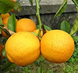 Vivai Gardenhome - Limone Rosso Cespuglio