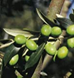 Vivai Gardenhome - Olivo Biancheria Istriana
