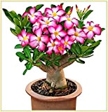 Vmoli, Rosa del deserto, Semplice piantagione e giardinaggio, colorata, floreale e ornamentale-3Bulbi
