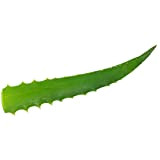 Vonderweid - Foglie di Aloe Arborescens da coltivazione Siciliana a Cielo Aperto | Foglie di Qualità per fare Aloe Arborescens ...