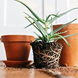Vonderweid - Piantina Aloe Arborescens Piccola Radicata e Invasata in vaso da 12 cm | Pianta Aloe Arborescens di 1 ...