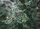 Weinmannia tomentosa Encenillo albero Rare! Solo Ebay Source! 10 Semi