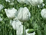 White Poppy - Papaver somniferum - White Seeded Poppy 25+ Seeds - Saatgut Seeds