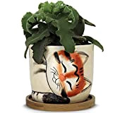 Window Garden Fioriere per animali - Vaso per gattini grande (Tigro) perfetto per piante da interni vive, piante grasse, fiori ...