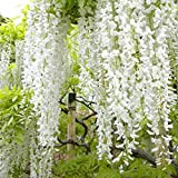 Wisteria Floribunda 'Shiro-Noda' (= 'Longissima Alba') - Glicine50-60 cm in contenitore