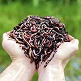WormBox Lombrichi da 500g (Circa 1,000 pz.) | Vermi vivi da Terra Eisenia, Crea Un Compost con i Tuoi rifiuti ...