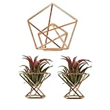 WUHNGD Set di 3 supporti per piante ad aria in metallo dorato con supporto geometrico moderno mini da tavolo aria ...