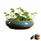 WUHUAROU Vaso per piante grasse, in ceramica, per piante grasse, cactus, rotondo, per bonsai, per interni ed esterni, colore: blu