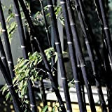 XQxiqi689sy 100Pcs Phyllostachys Pubescens Semi di bambù bambù Famiglia Piante da Giardino Decorazione Ornamentale Semi di bambù Neri