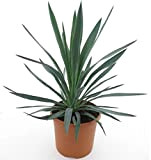 Yucca Giglio di palma resistente all'inverno, Yucca gloriosa, diverse misure (60-70 cm, vaso Ø 26 cm, 8 litri)
