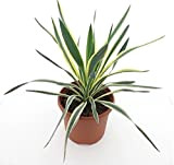 Yucca gloriosa Variegata – Giglio di palma – Altezza totale: 60 – 70 cm, pentola: Ø 26 cm – 8,4 ...