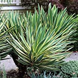 Yucca gloriosa"Variegata" [Vaso Ø18cm]