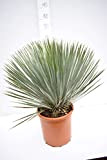 Yucca rostrata - Yucca foglie blu, altezza totale 70-90 cm, vaso Ø 26 cm