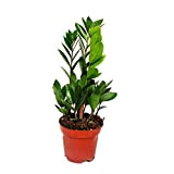 Zamioculcas zamiifolia - Cuore esotenico - 1 pianta - facile da pulire - purificatore d'aria - vaso da 12 cm