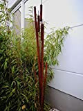 Zen Man 030790 - Decorazione da giardino in acciaio INOX, realizzata a mano, altezza 150 cm